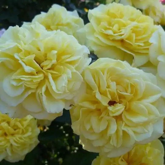 Trandafiri hibrizi Tea - Trandafiri - Sterntaler ® - 